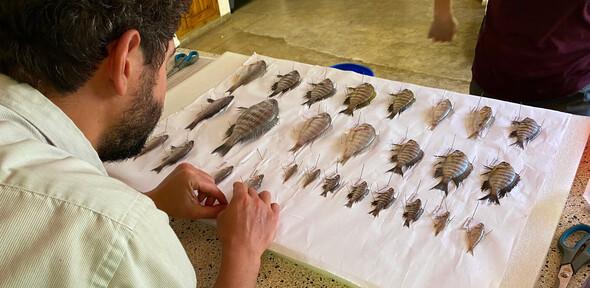 Senior-author Hannes Svardal pinning Malawi cichlid specimens on a board for preservation. 
